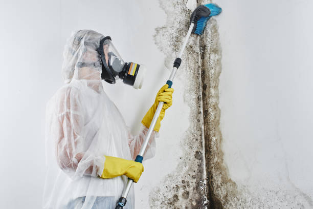 Mold Testing and Removal in Broomfield, CO